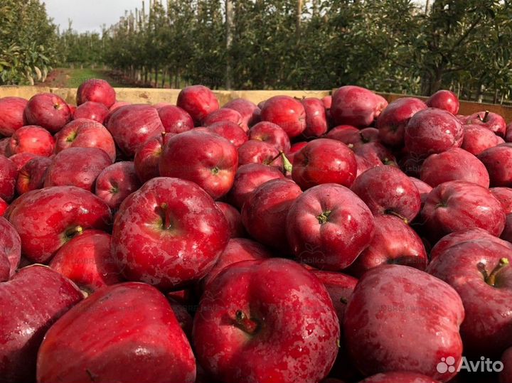 Яблоня Апорт Алма-Атинский Саженцы