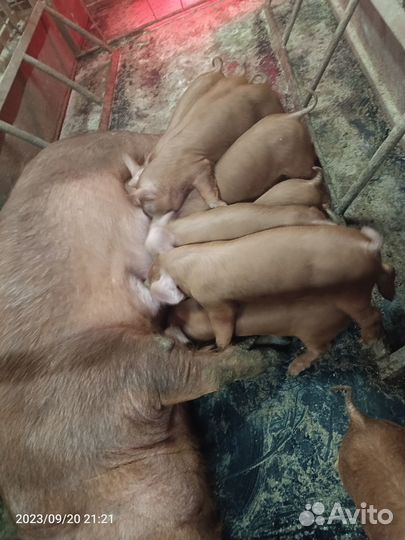 Поросята ландрас-дюрок,дюрок, крупная белая-дюрок