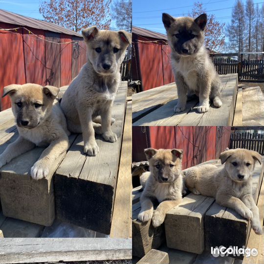 Щенки лайки