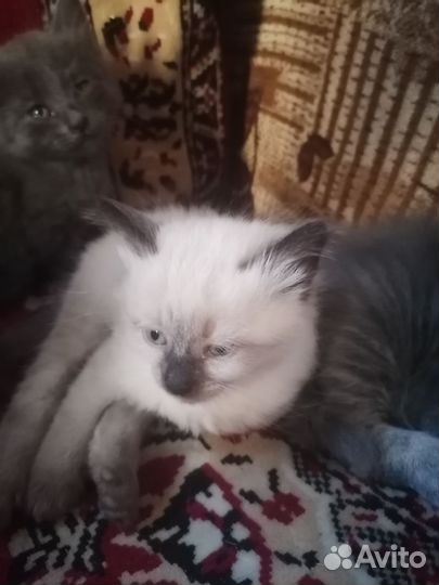Кошка в дар бесплатно
