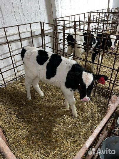 Бычки Холмогорской породы