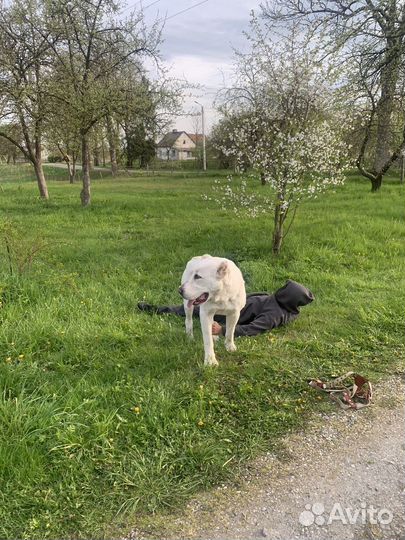 Щенки сао алабай