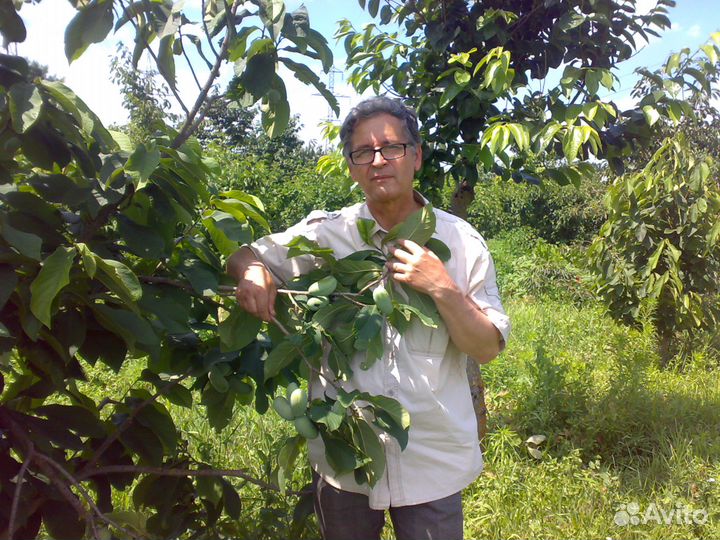 Продам саженцы Азимины Дэвис и Оверлис