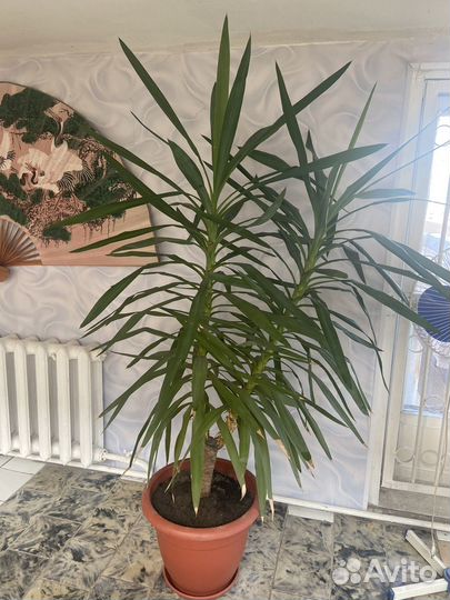 Пальма юкка