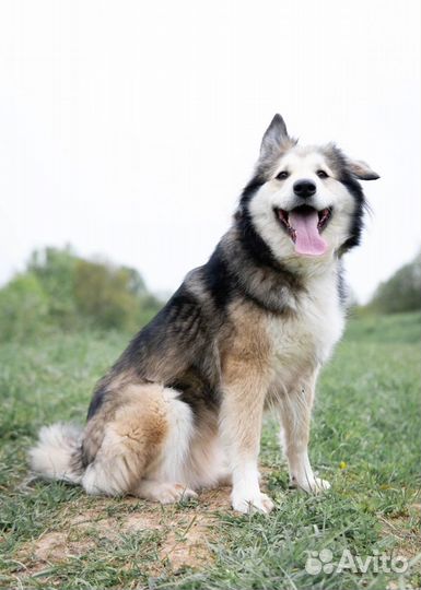 Собака (Бусинка)