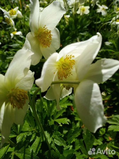 Анемона,многолетник