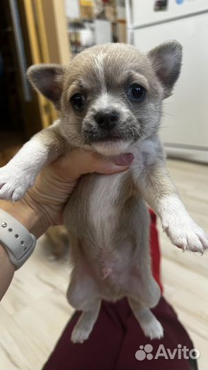 Щенки чихуахуа