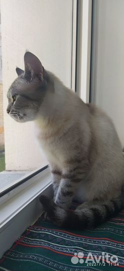 Тайская кошка в дар