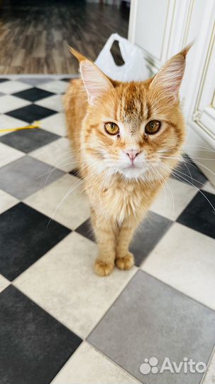 Мэйн кун рыжий