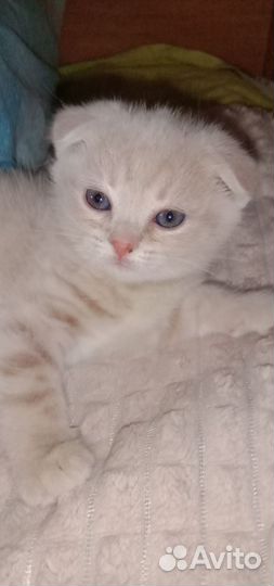 Шотландская вислоухая кошка