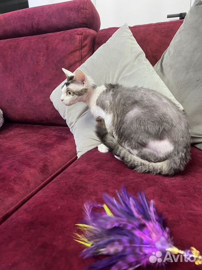 Котёнок породы Девон-рекс