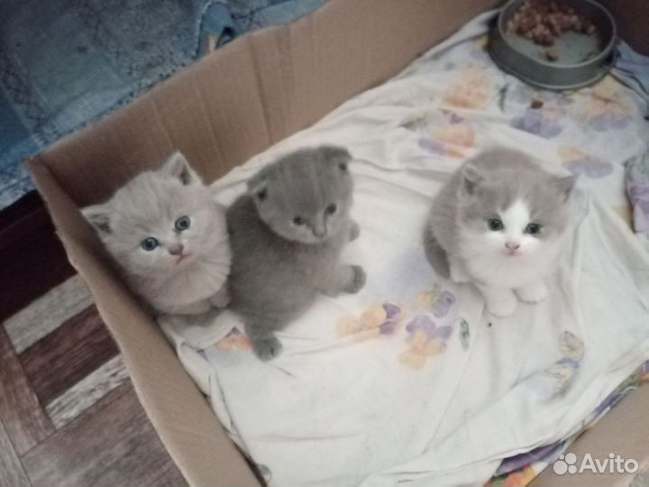 Британские котята
