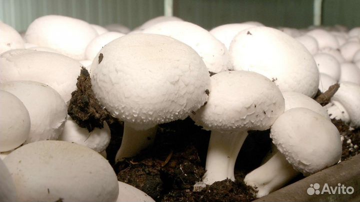 Грибы шампиньоны свежие