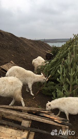 Вывезу елки