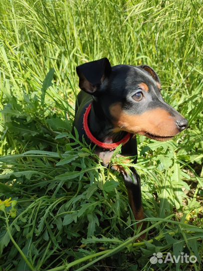 Щенки цвергпинчера