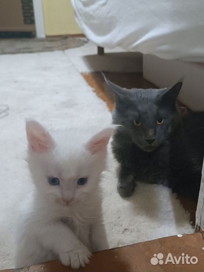 Мейн Кун кот