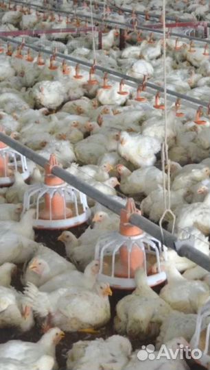 Куры бройлеры живым весом
