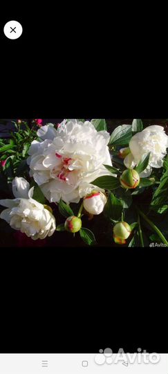 Пионы саженцы, хоста, мята