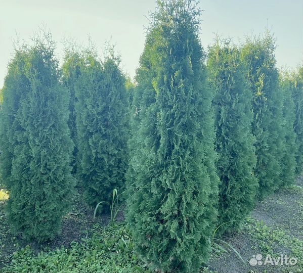 Туя свежей копки 270см