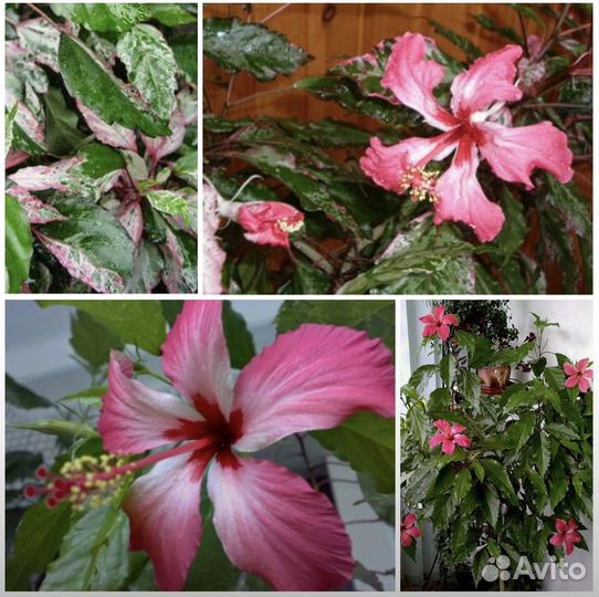 Гибискус Купера sinensis var. cooperi
