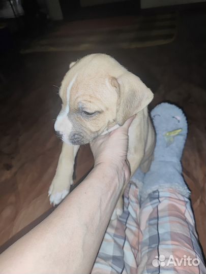 Продам щенка