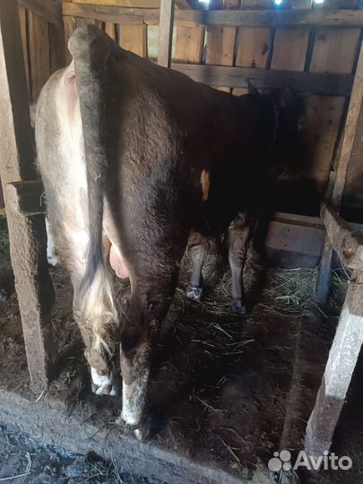 Бычки и быки 1 год