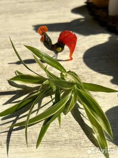 Хлорофитум