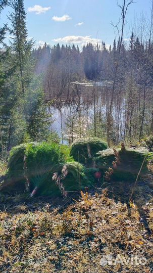 Пихтовые веники для бани