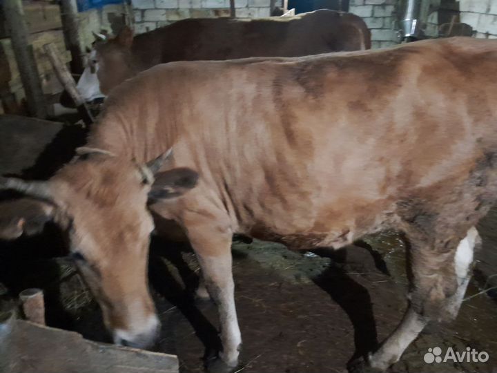 Телки на мясо