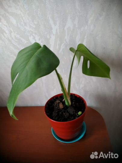 Продам монстеру