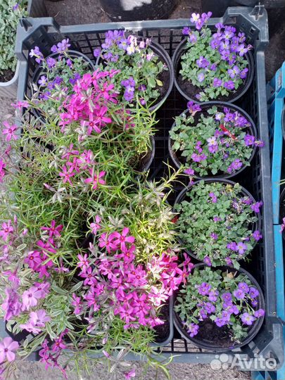 Растения для сада