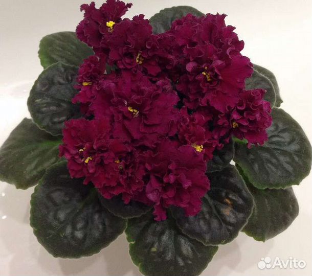 Фиалка ле огненный цветок