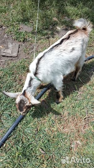 Продам козлят на племя и дойных козочек