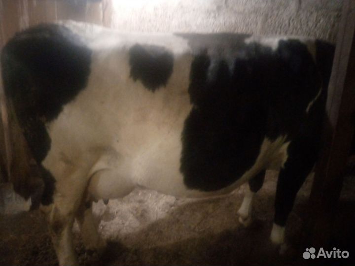 Коровы дойные молочные