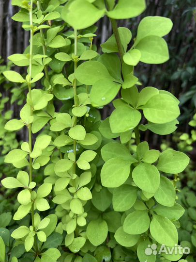 Барбарисы Тунберга