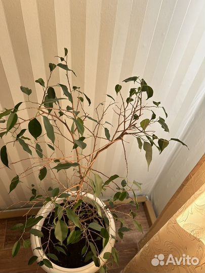 Фикус бенджамина