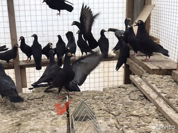 Голуби драконы, спортивные