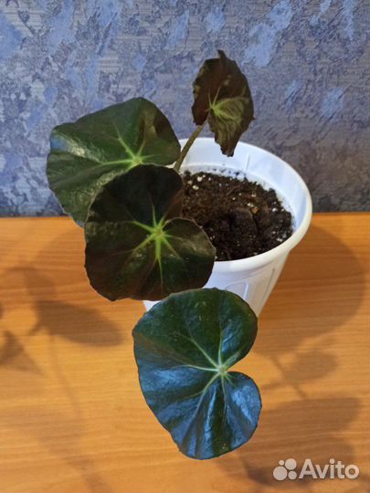 Комнатные цветы