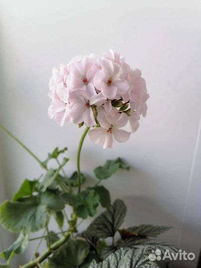 Пеларгония