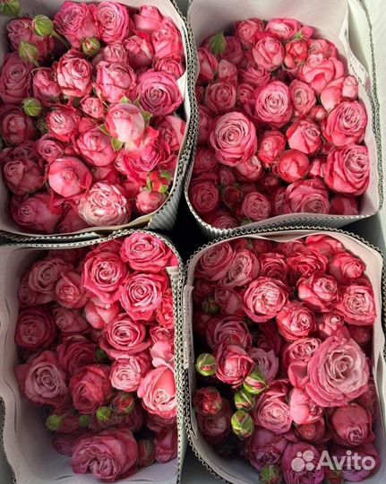 Пионовидные розы