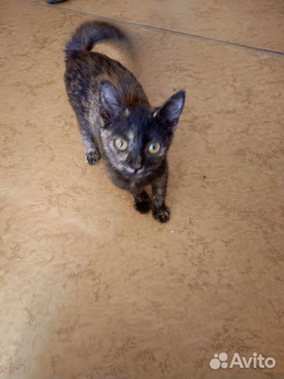 Котёнок от мышеловки