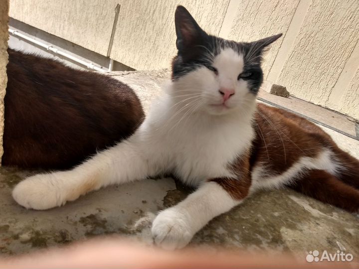 Ласковый Котенок ищет дом