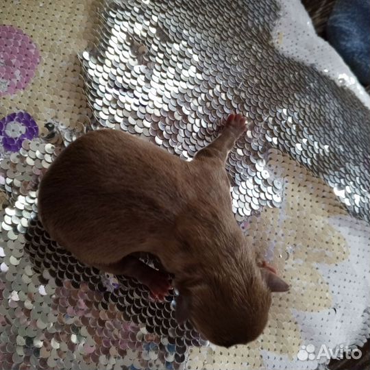 Щенки чихуахуа мини