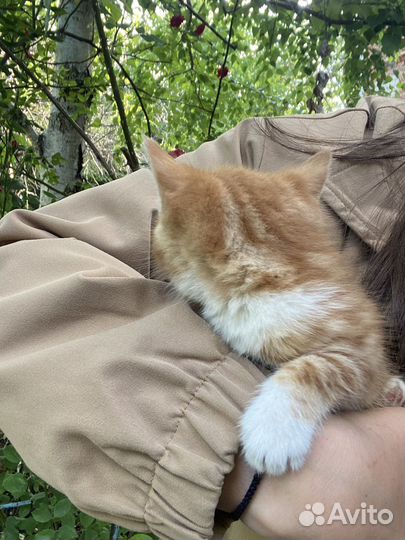 Котенок даром