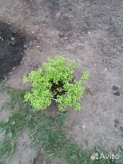 Спирея желтая