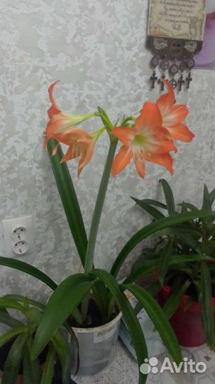 Гиппиаструм