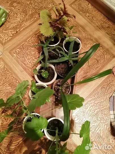 Домашние растения