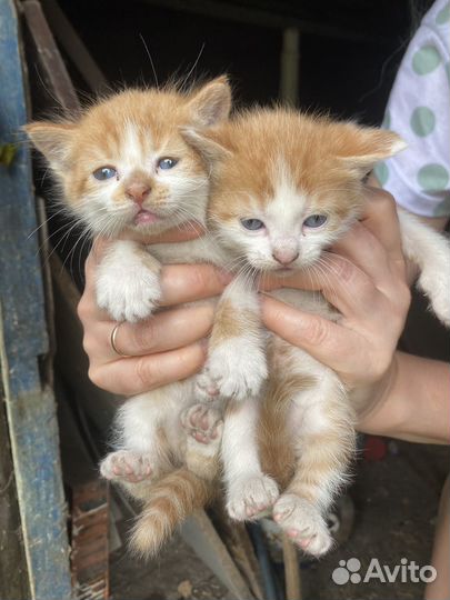 Отдам котят в добрые руки