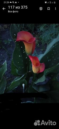 Каллы срезка,букеты