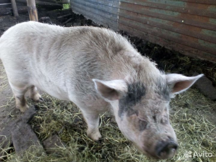 Хряк на племя